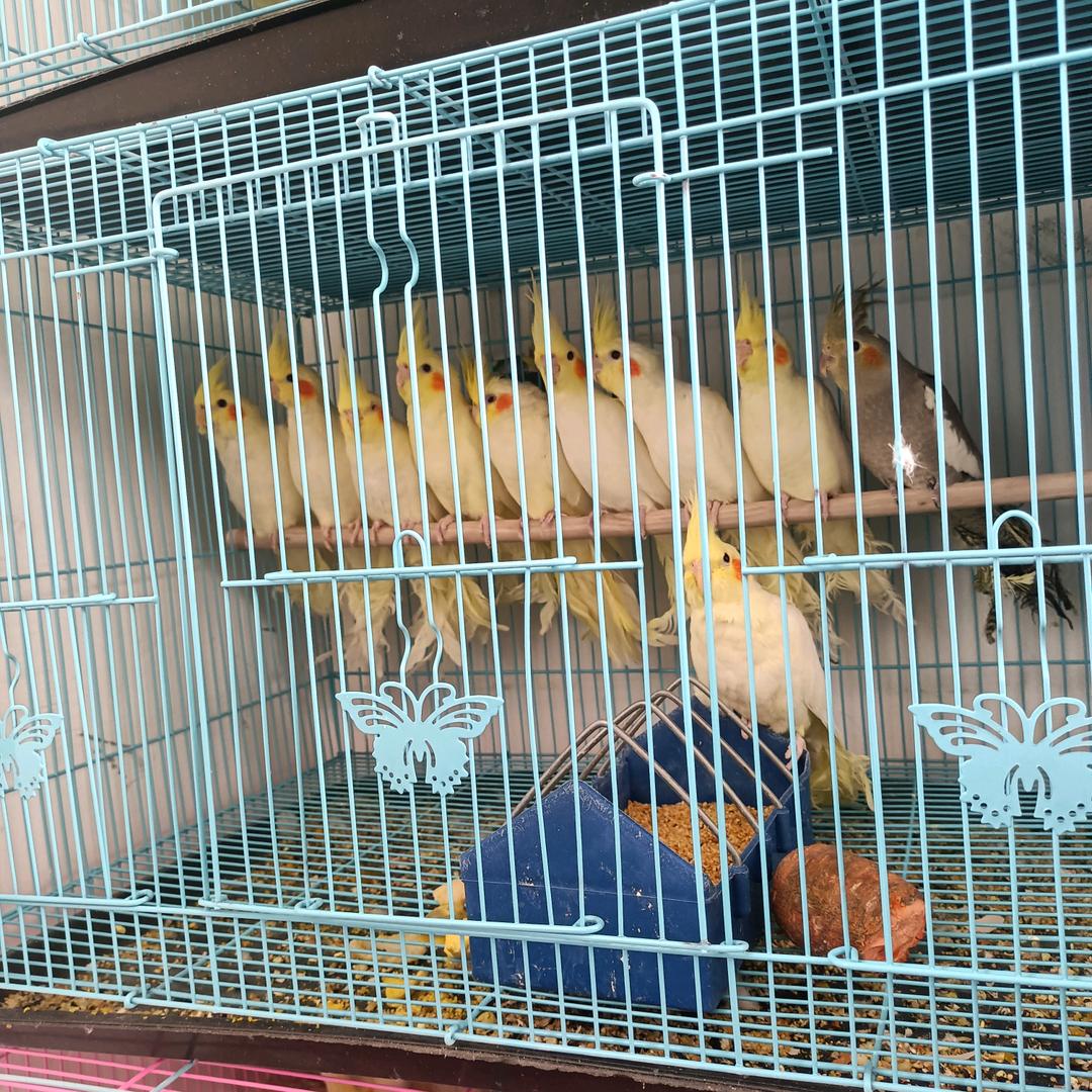 🦋꧔ꦿ᭄💞黄黄张张꧔ꦿ᭄💞