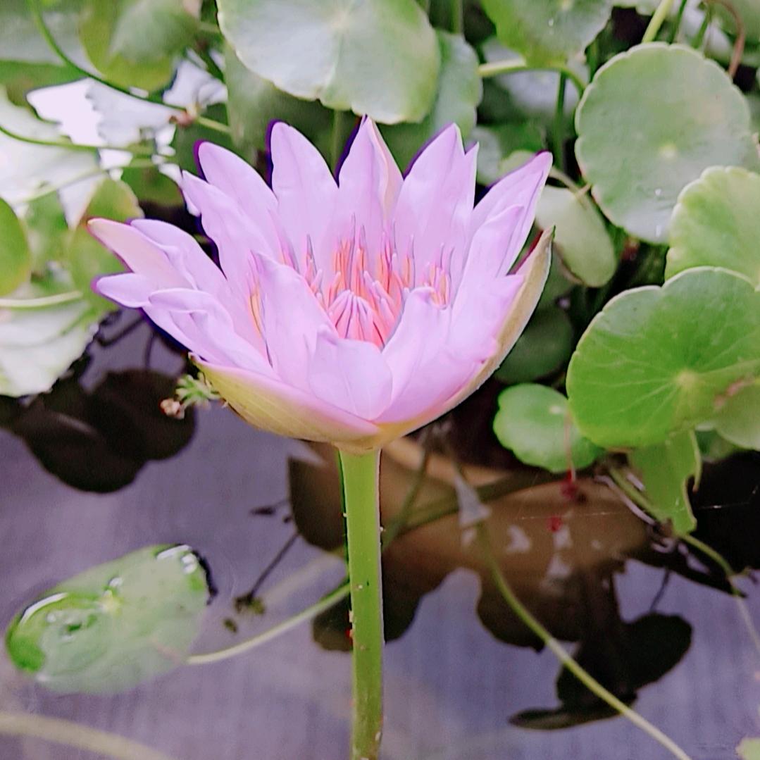 栀子花开