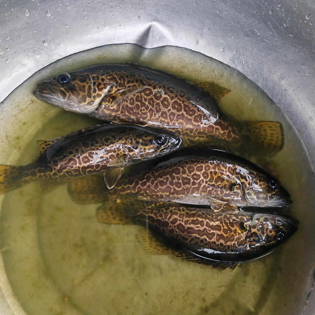 生态班桂直供（种苗，成品鱼）