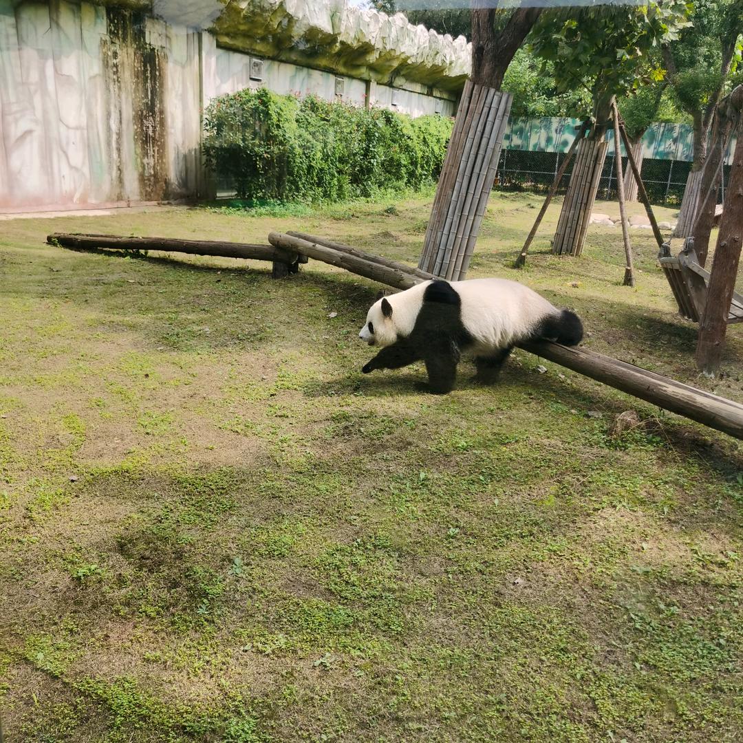 熊猫侠