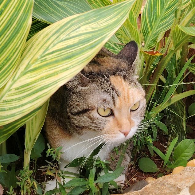 今晚有猫腻（morning版）