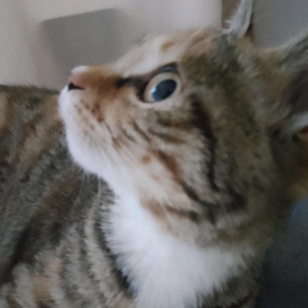 小猫咪MM