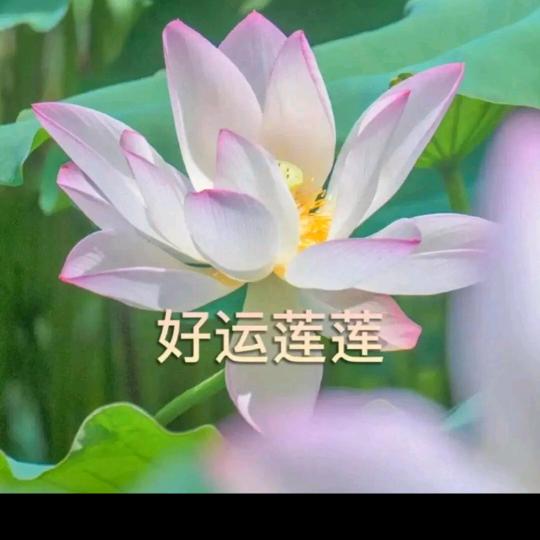 心语🌹