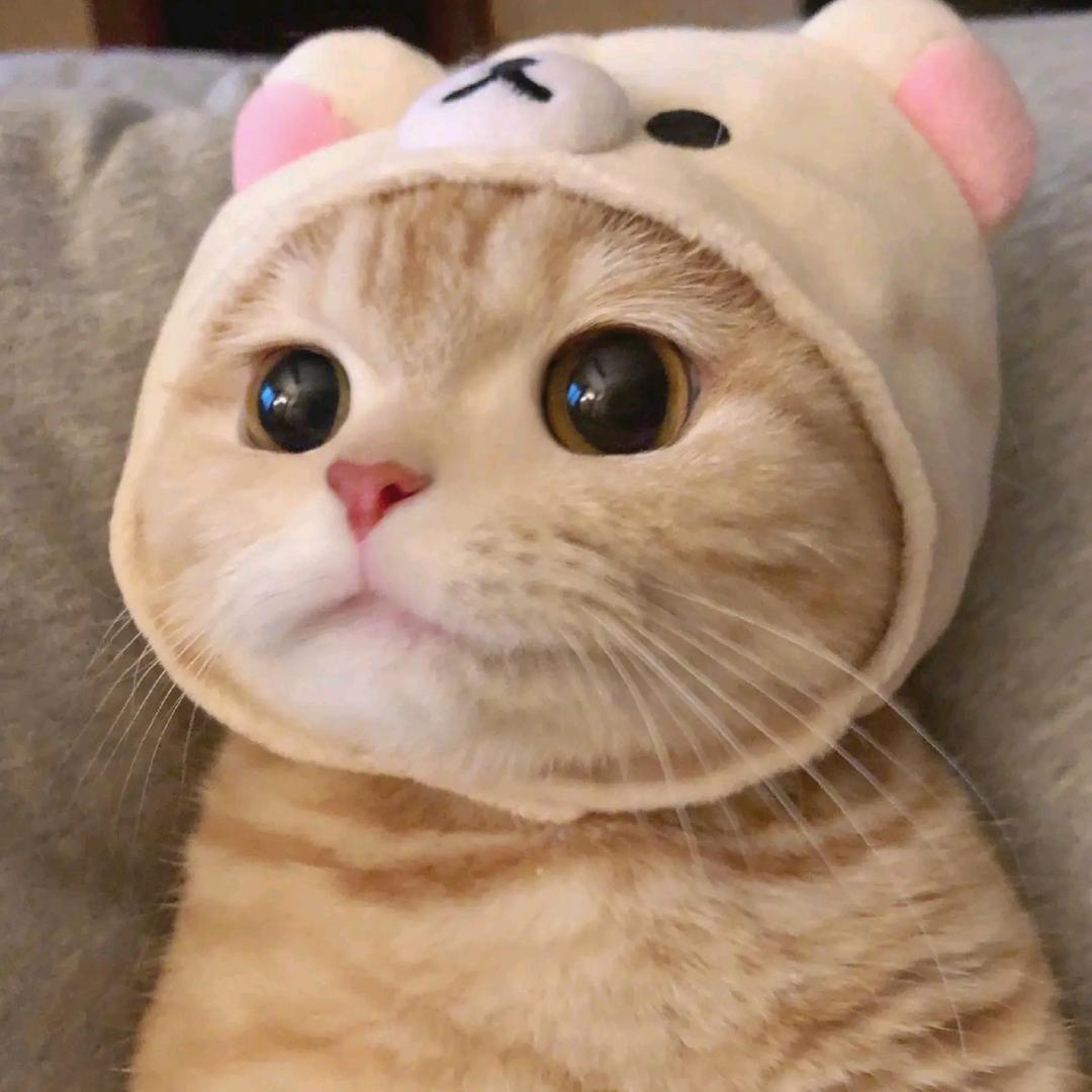 菲🌷