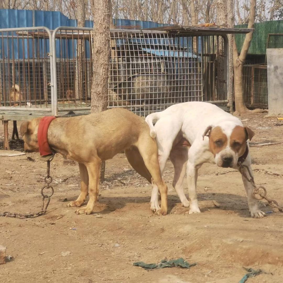 城北猛犬(战神比特)（小号）
