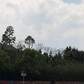 中路王者
