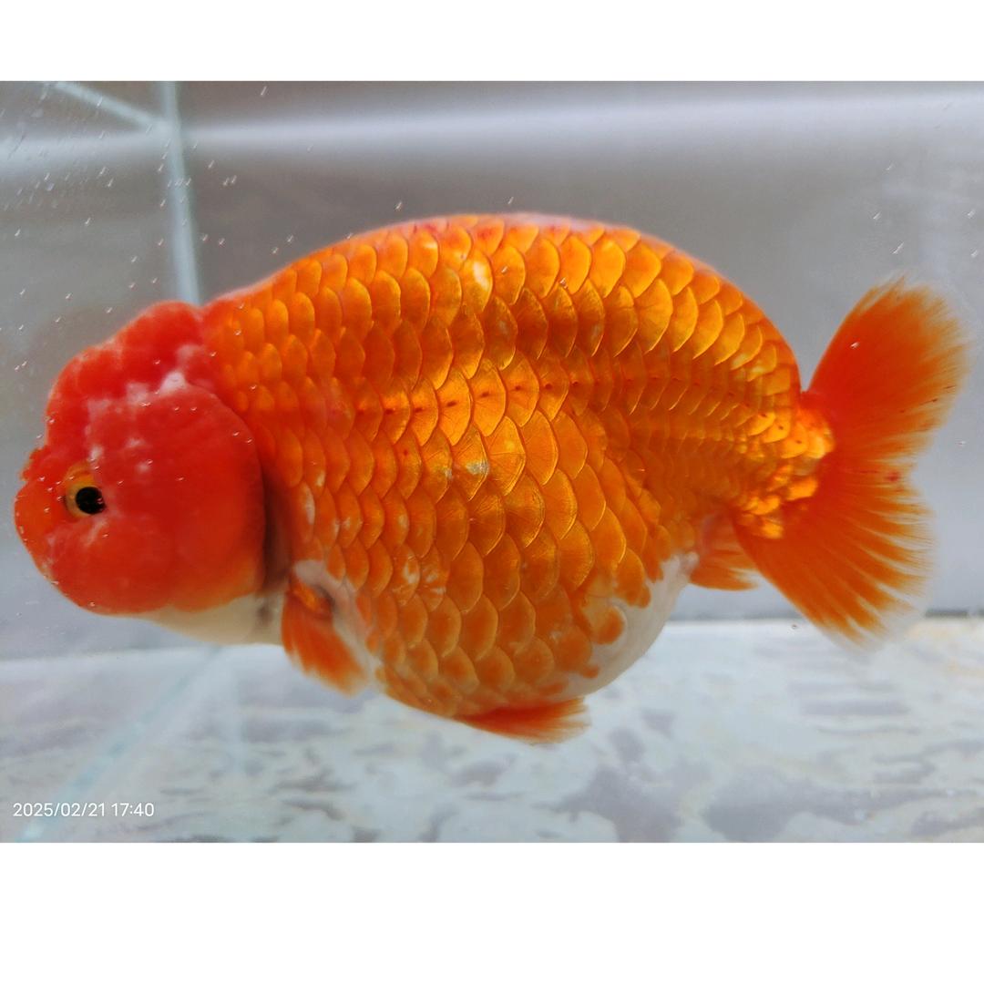 兰寿泰狮观赏鱼（鸿韵鱼舍）