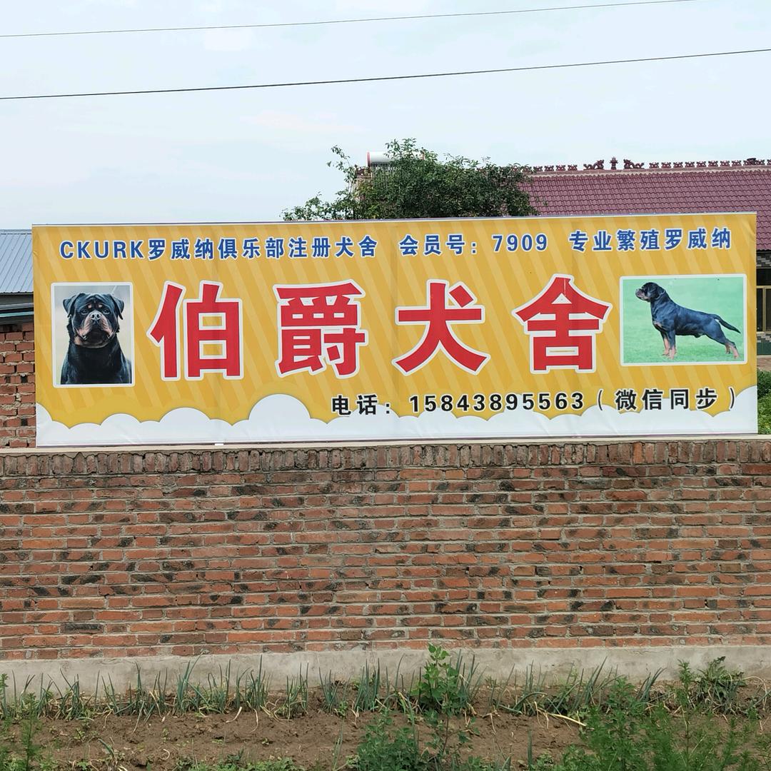 吉林长岭CKURK伯爵犬舍