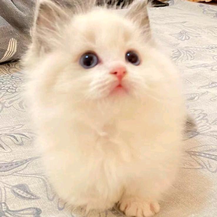 猫先锋