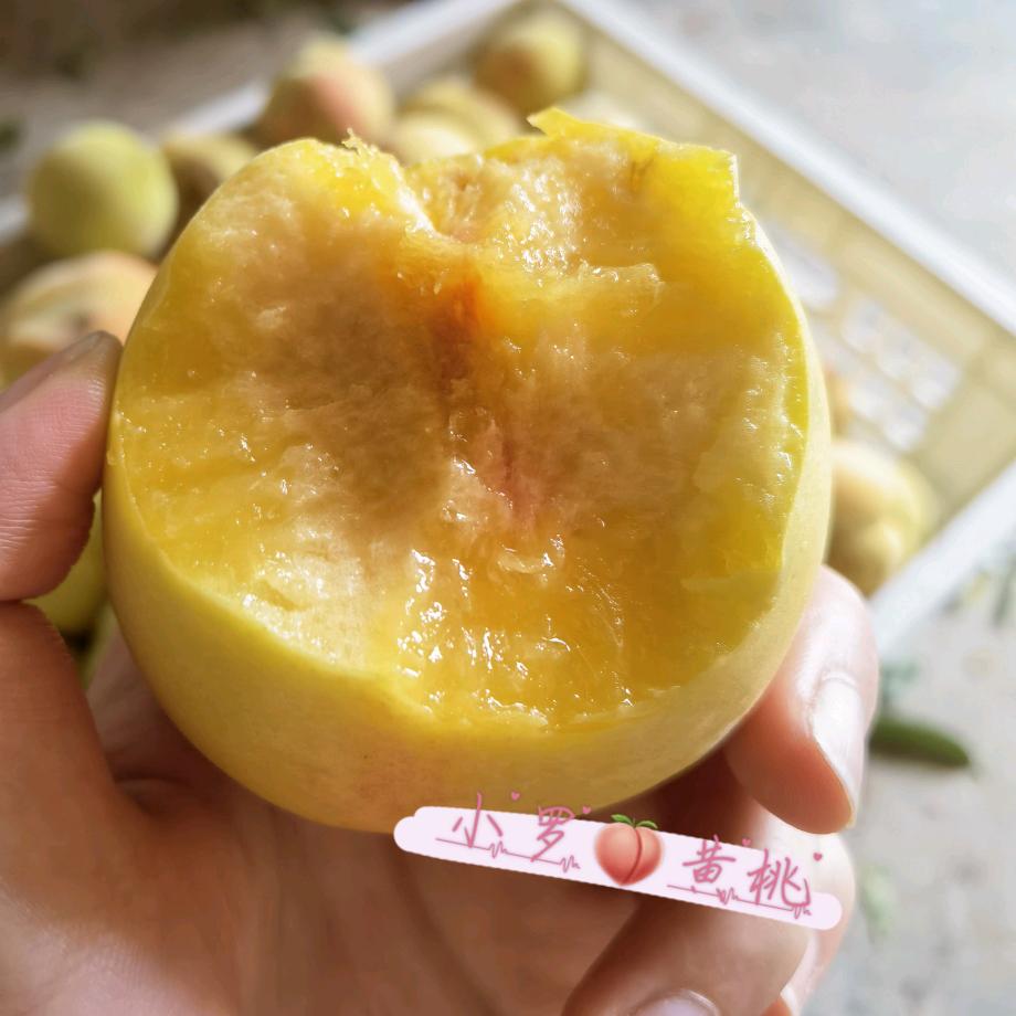 小罗 黄桃🍑