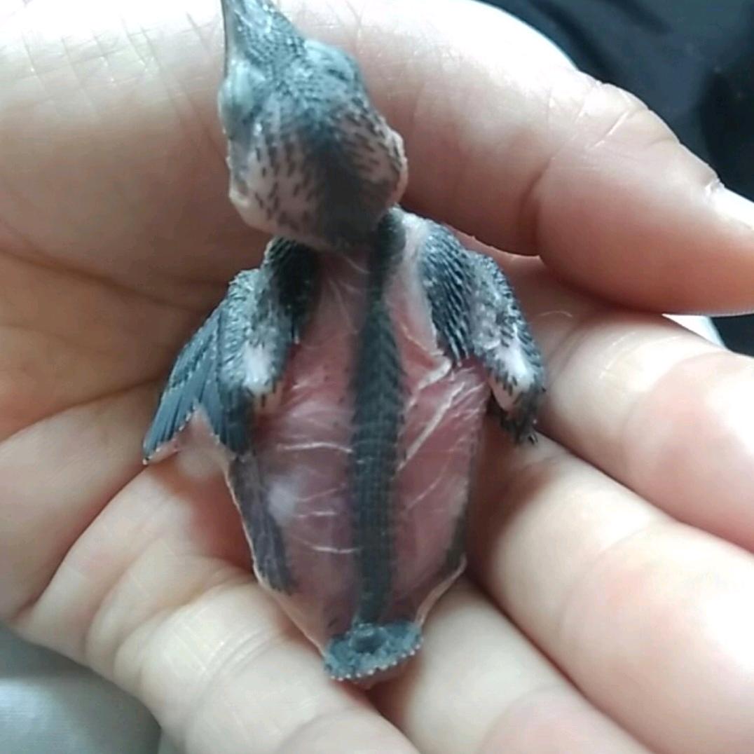 家三丢