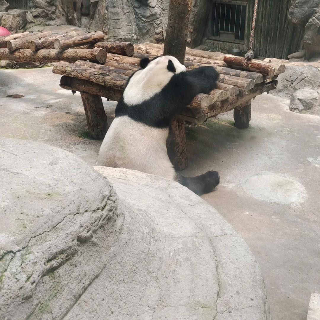 不知道叫啥