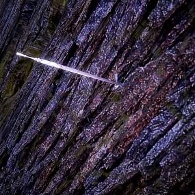 蚊子左翅膀（差点成为神王的第一魂环）