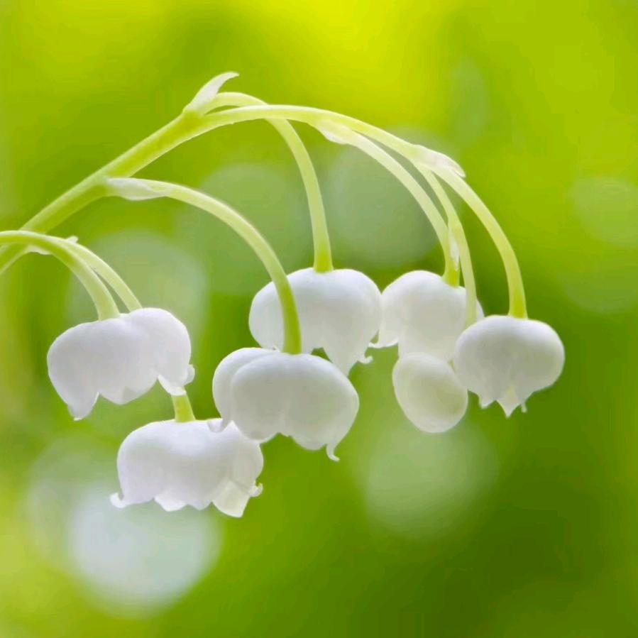 好运连连🍀