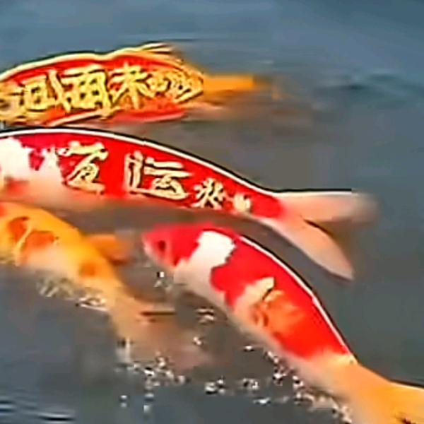 龍龍