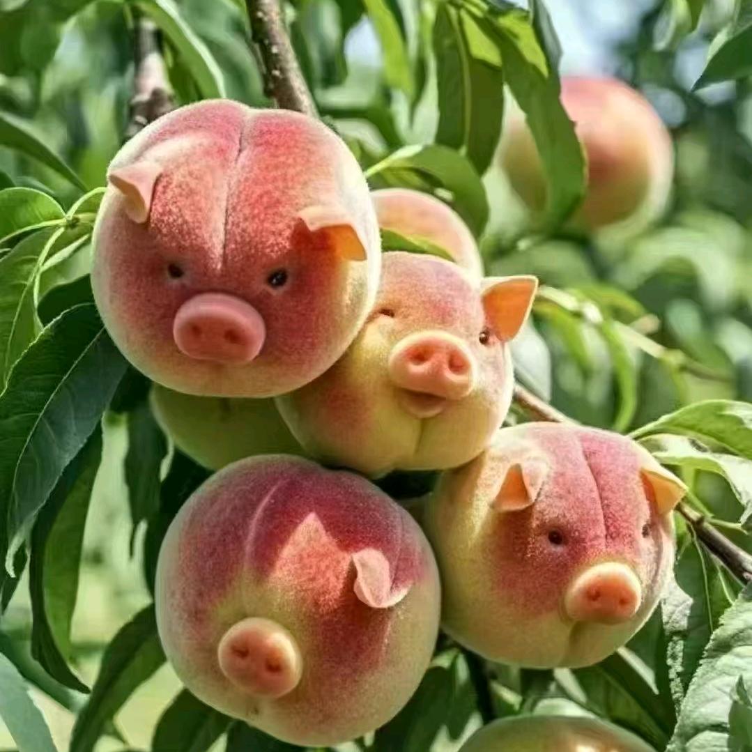 太阳花🌻