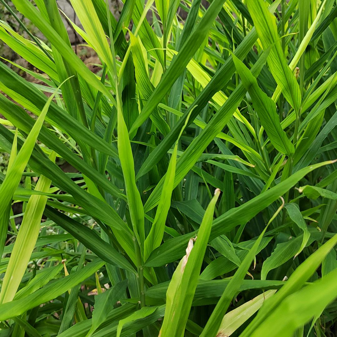 天上的太阳