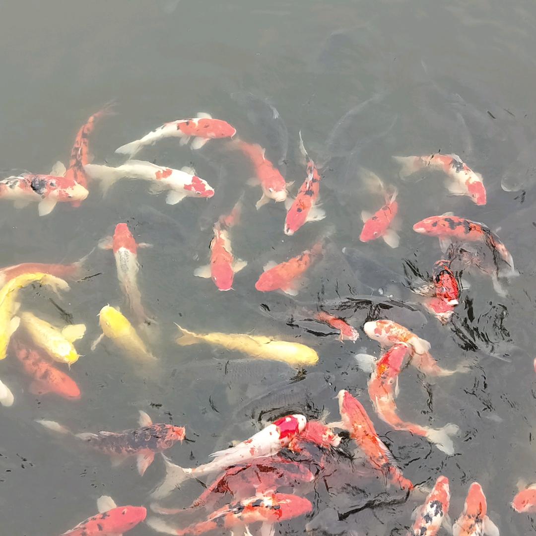 惠明觉悟