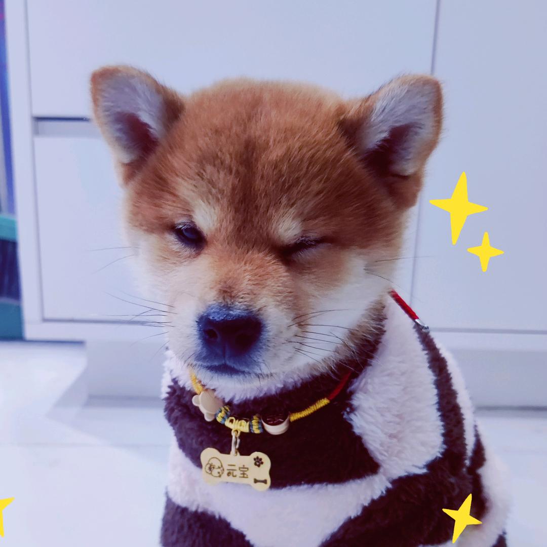 元宝🐶