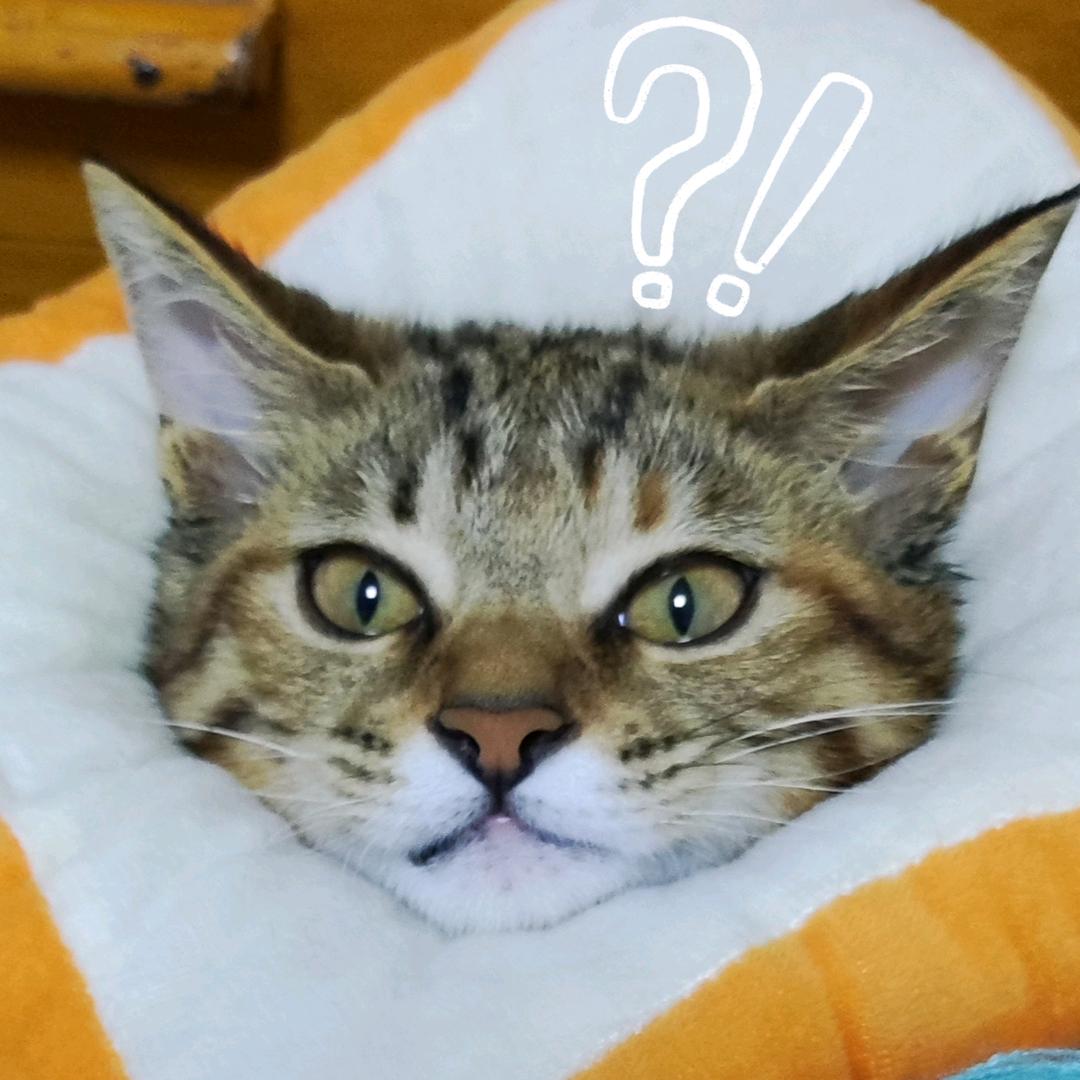 ⁺✞ʚ小虎重度依赖ɞ✟₊