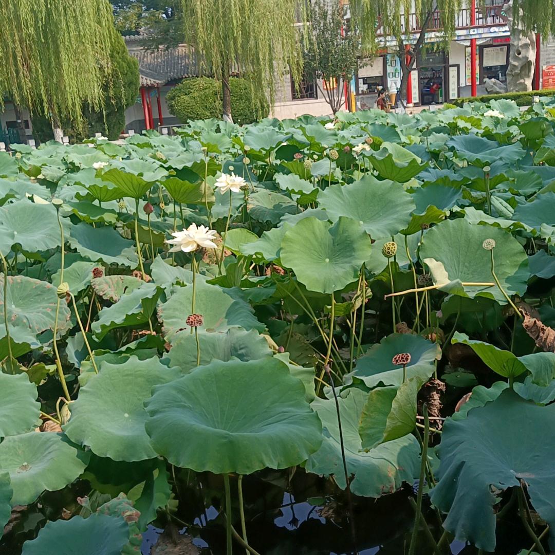 平安是福     。