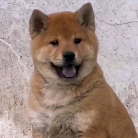 湖北し乀土猎（田园犬）爱好者