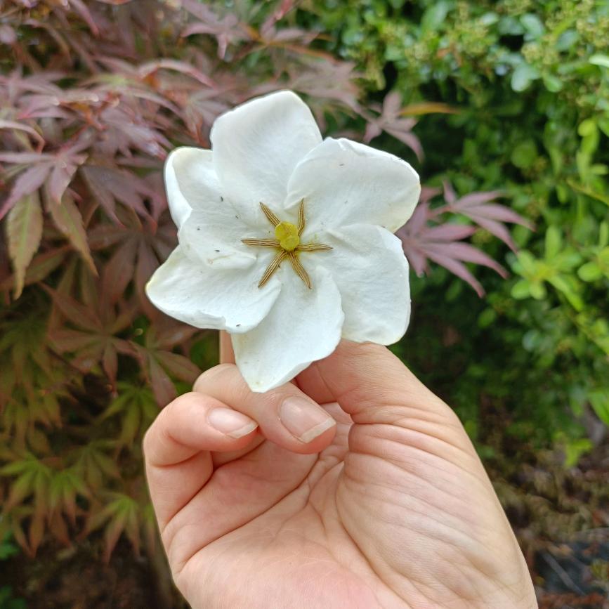豌豆花
