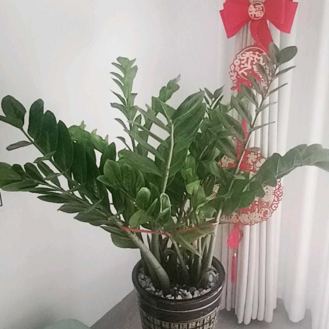 74年单身男人的生活