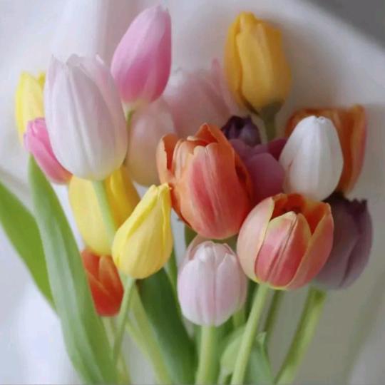 🌷胖胖𓆡 𓂂𓈒𓏸𓂂