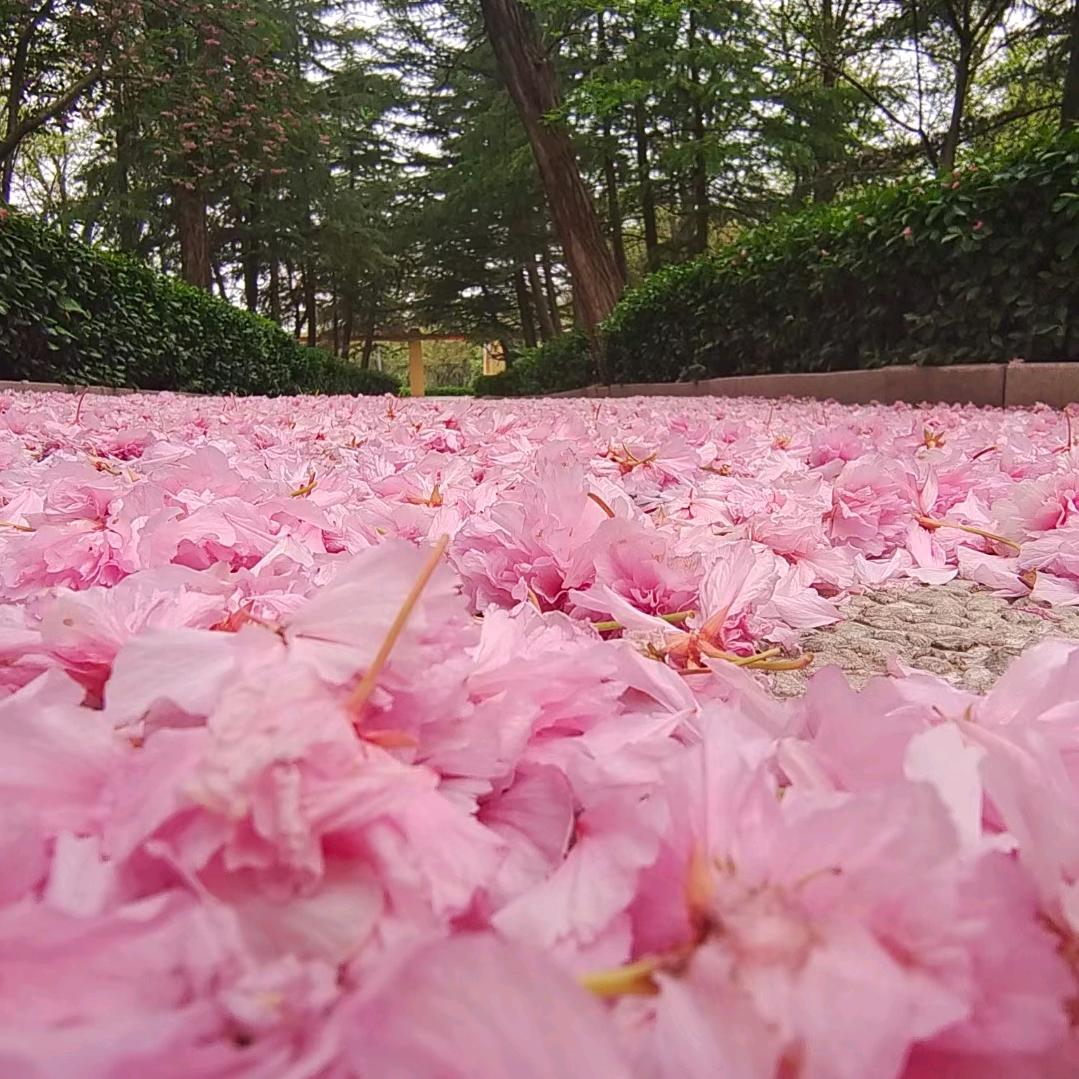 涵(✷‿✷)跳(✷‿✷)