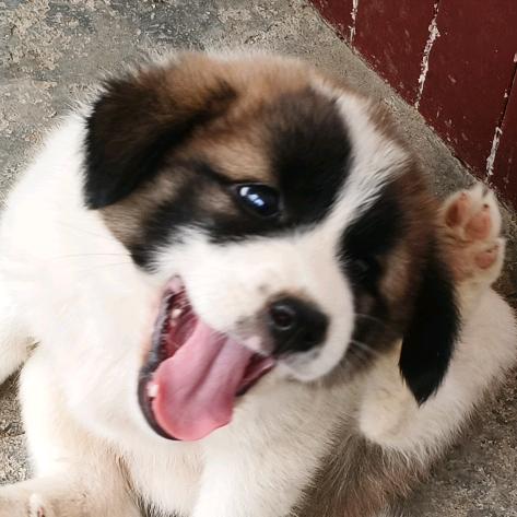 单车踩到伯纳乌