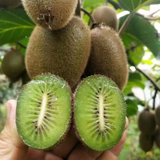 鲜果猕猴桃