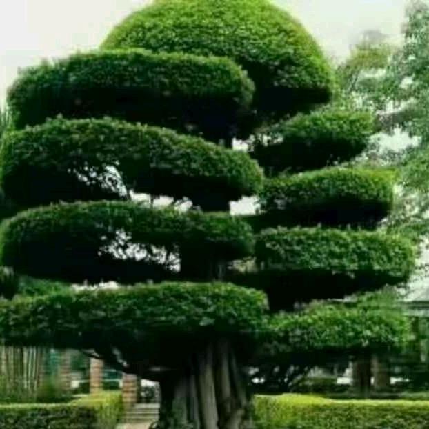 大树