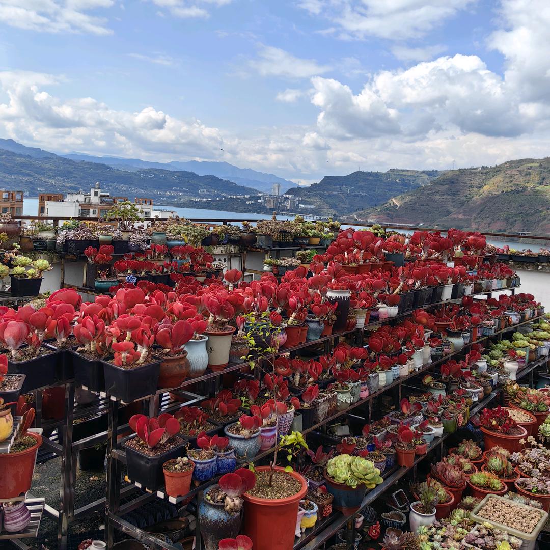 小林的小花园