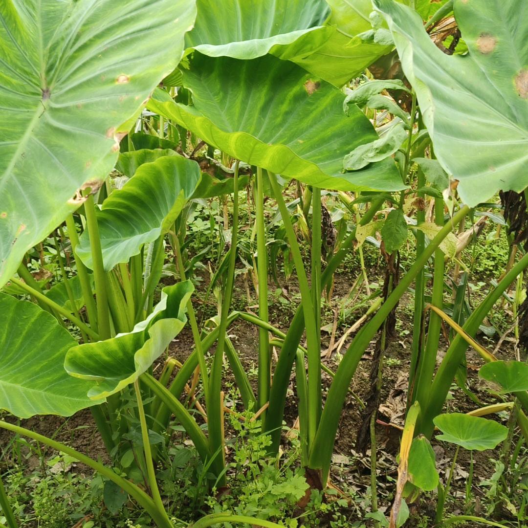 大笨蛋