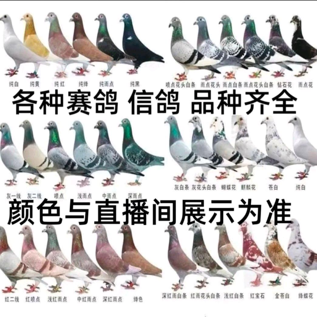 雨萌宠物用品店