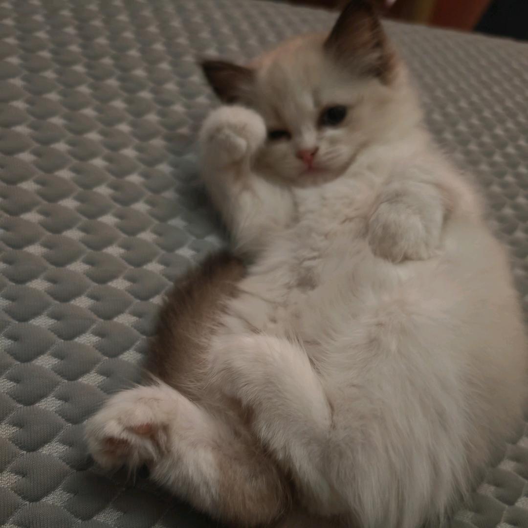 猹桑到处跑