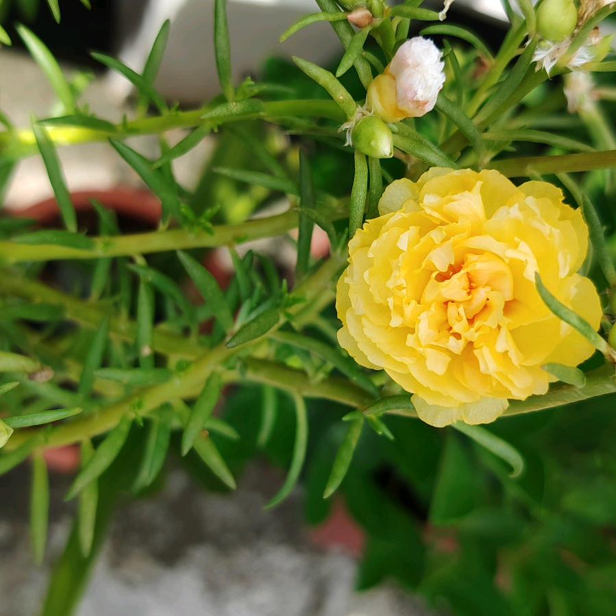 幸运小丸子(๑`･ᴗ･´๑)🌈🌸🌾