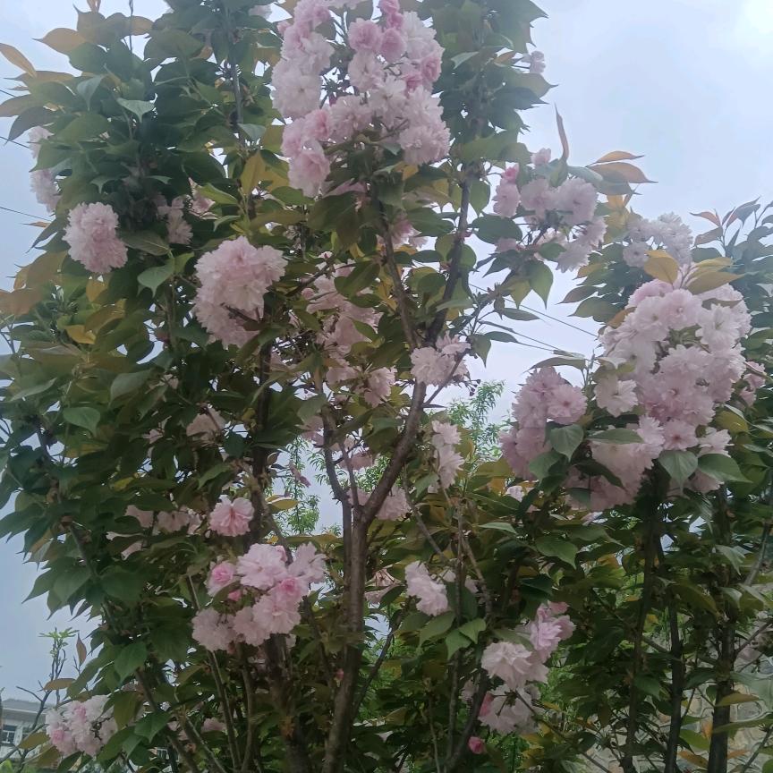 踏踏实实的农村人