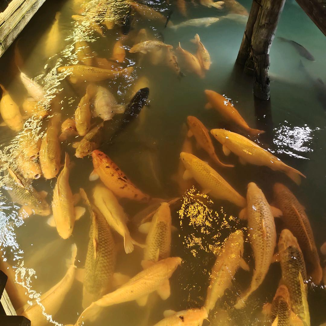 🐉🐉逆风飞翔🐉🐉