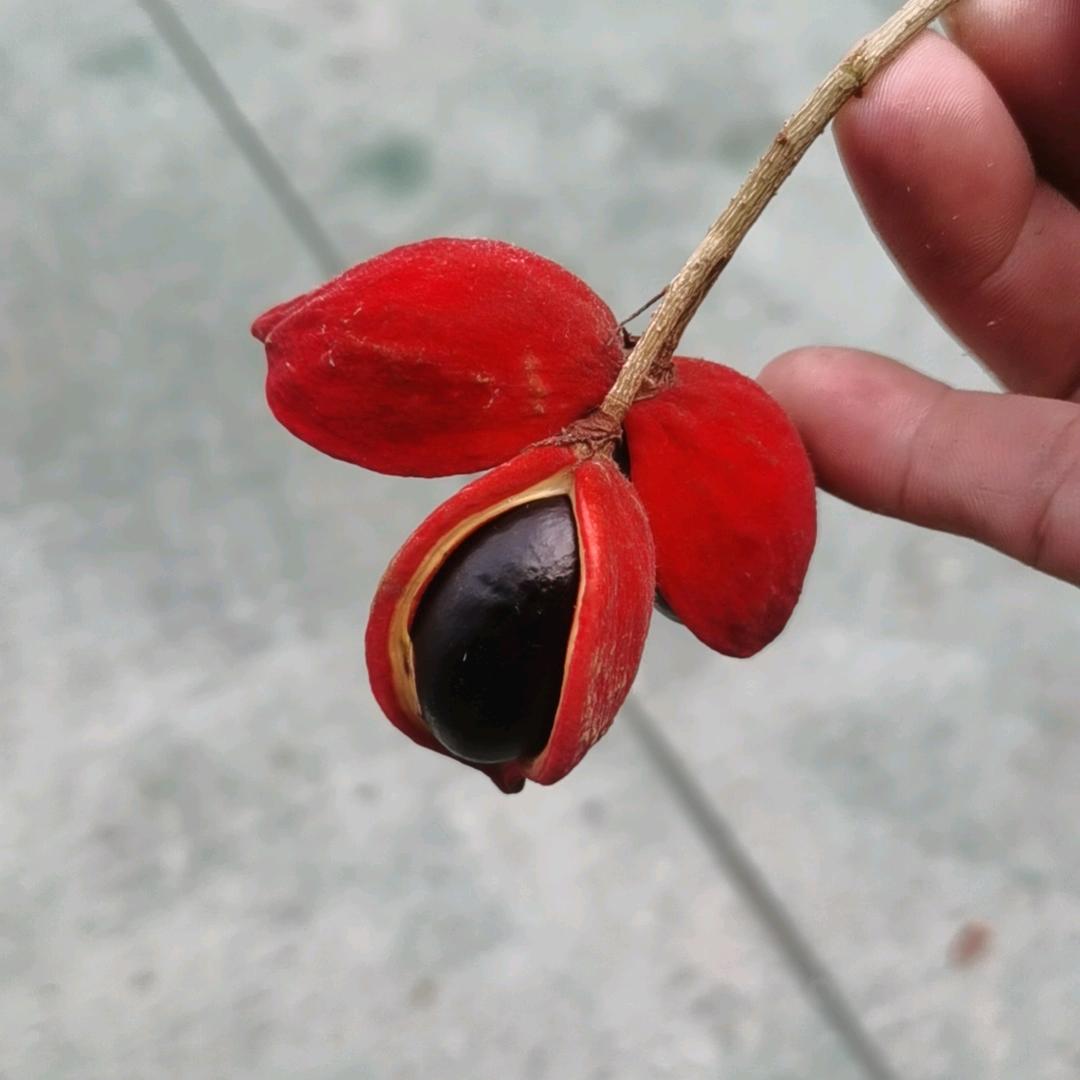 独宠