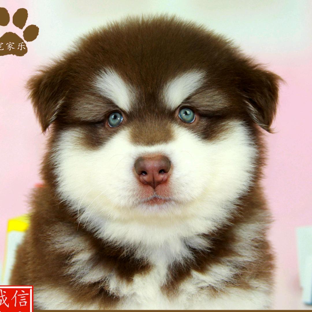 星盘分析九宫（八字查盘）