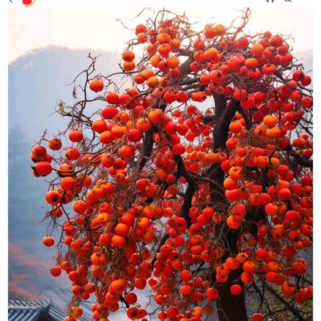 一网情深
