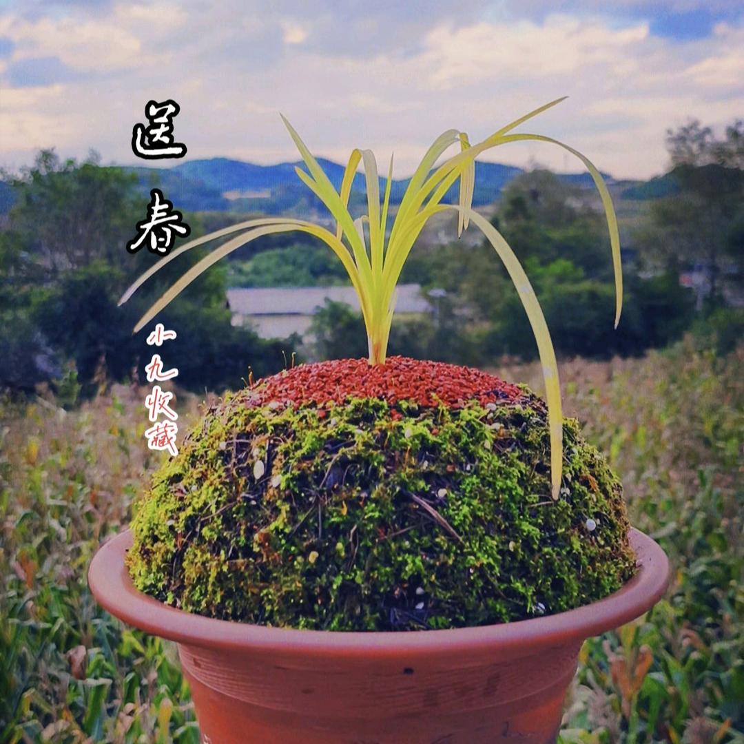 景丰兰苑花卉种植园