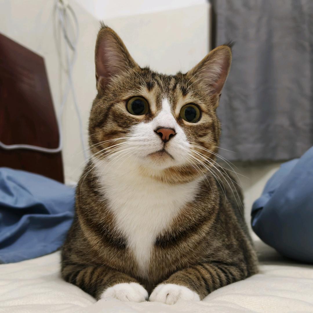 只会发表情包的笨蛋