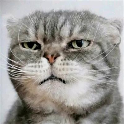 不爱坐车的水娃