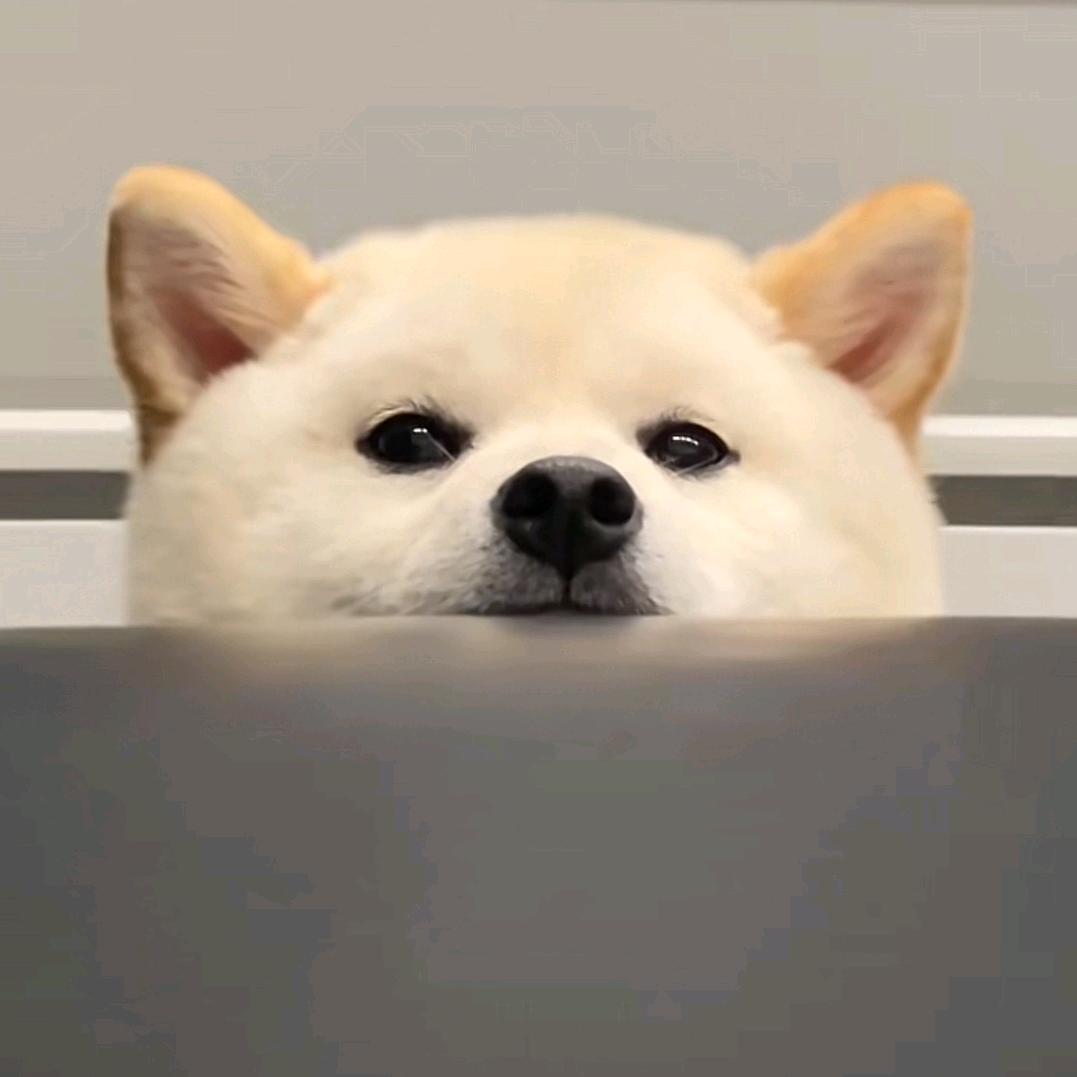 圆圆个圈圈