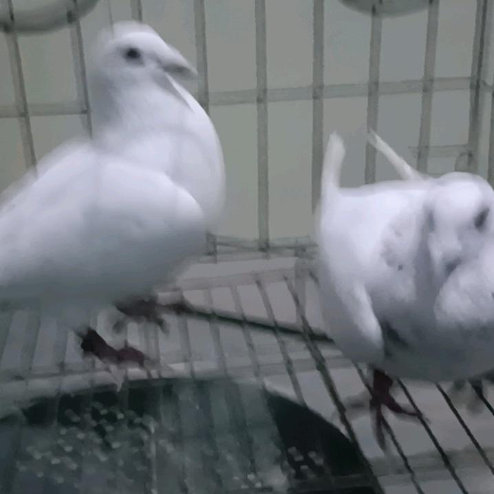 想念不念