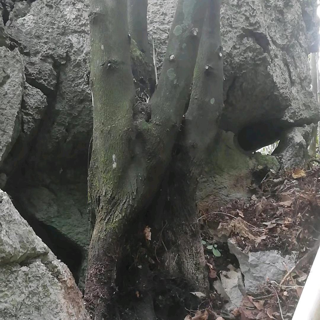 长期收购金弹子~生桩熟桩