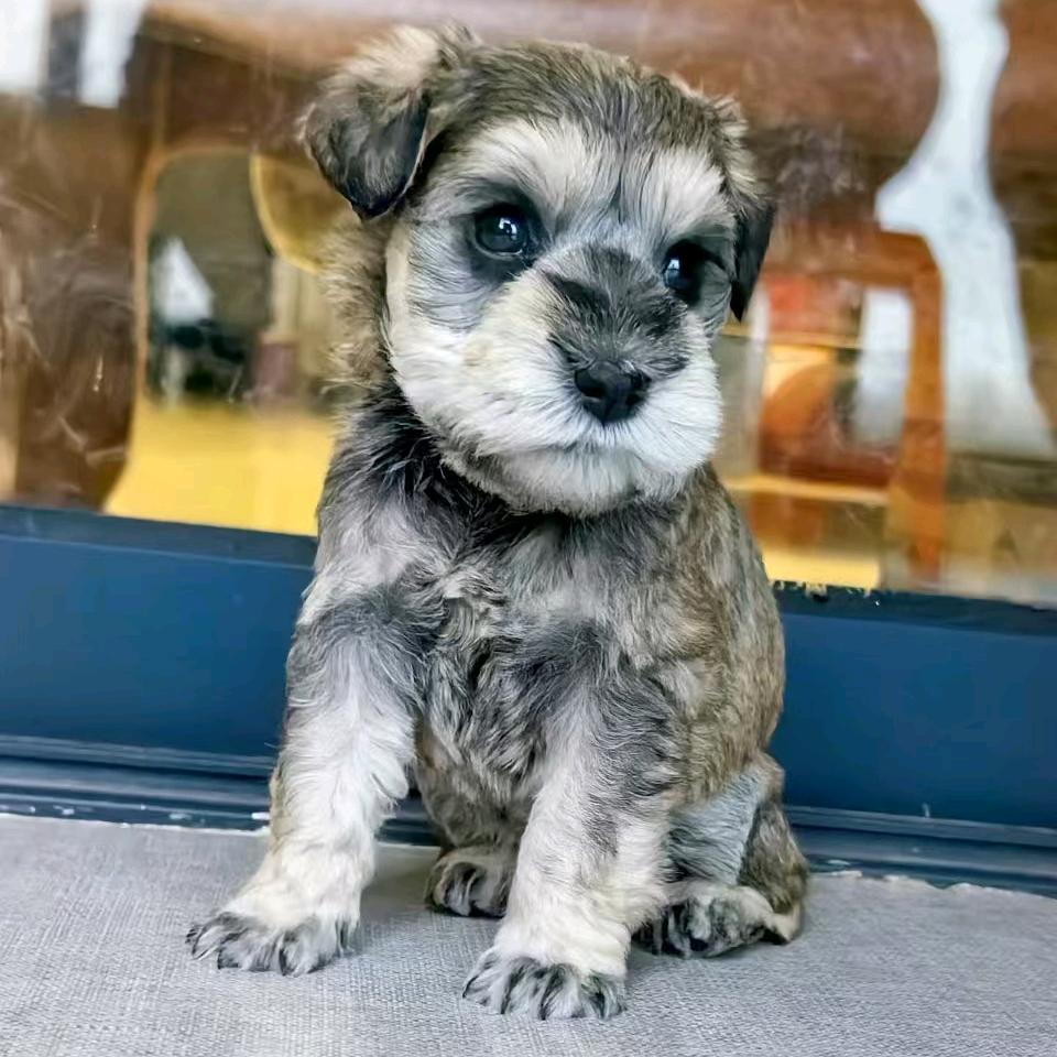 @雪纳瑞“多宝”